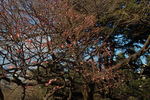 IMG09803.jpg